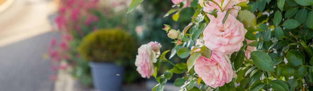 fleurs rose rue village